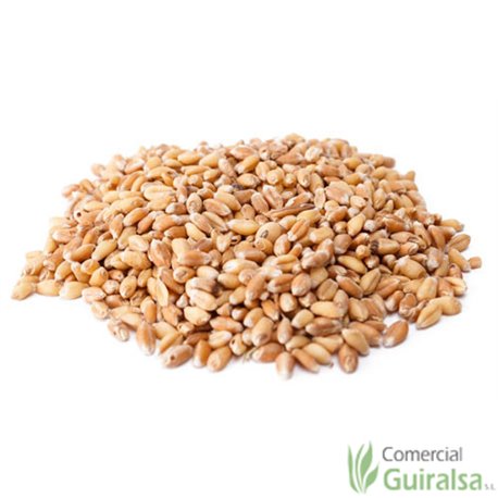 Saco pienso materia prima Trigo entero limpio 25Kg marca Agroveco - Guiralsa