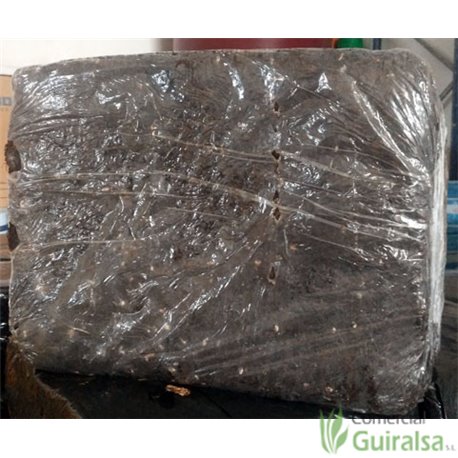 Paca cultivo de setas de Champiñon