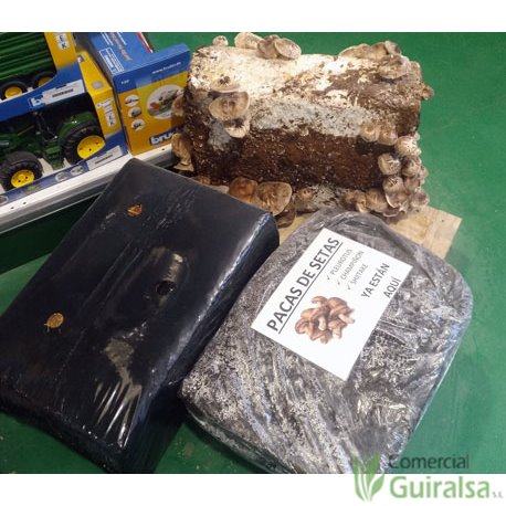 Paca Setas Champiñon, Shiitake y Pleurotus