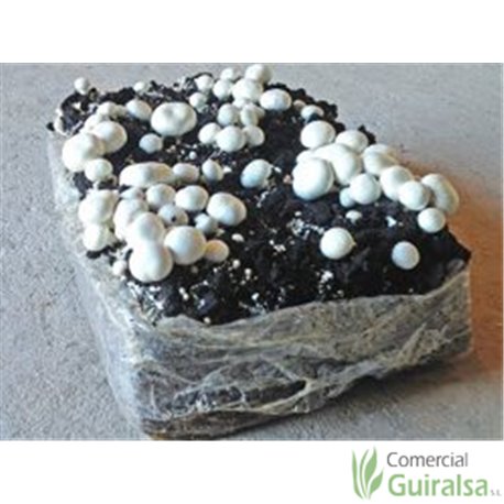 Paca cultivo de champiñones germinados