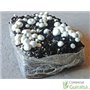 Paca cultivo de champiñones germinados