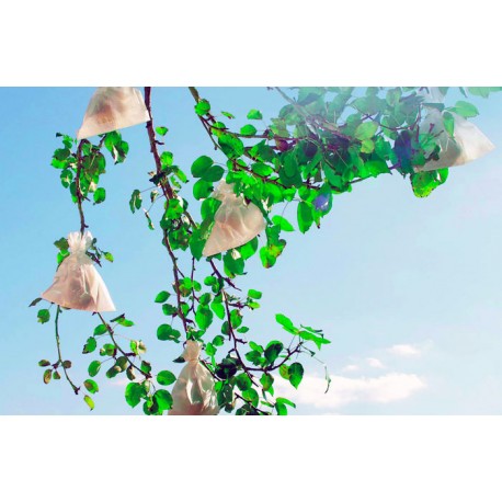 Bolsas protección melocotones y árboles frutales