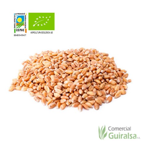 Trigo Ecologico Entero Saco 25 kg