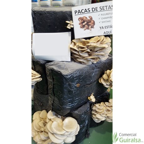 Paca Setas Pleurotus Ostreatus - Girgola