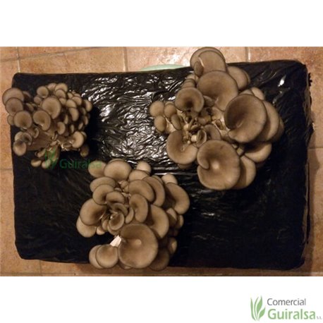 Paca Setas Pleurotus Ostreatus - Girgola