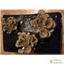 Paca Setas Pleurotus Ostreatus - Girgola