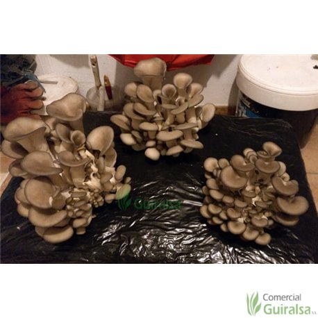 Paca Setas Pleurotus Ostreatus - Girgola