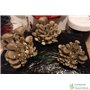 Paca Setas Pleurotus Ostreatus - Girgola