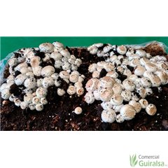 Paca Champiñón Paris 2