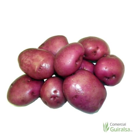 Patata de siembra Rudolph 35/55 Certificada Saco 25 kg