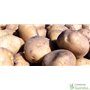 Patata de siembra Agria Ecológica 35/55 Certificada Saco 25 kg