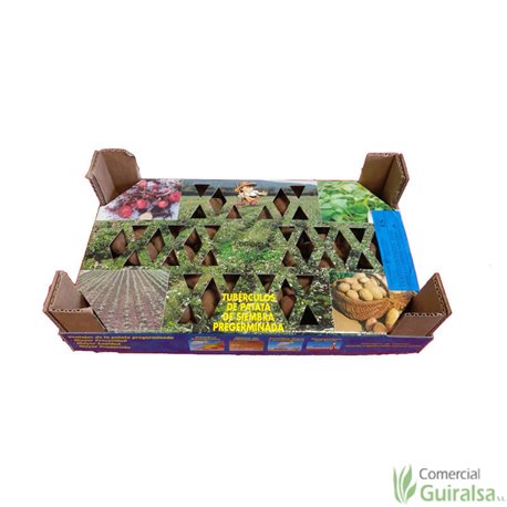 Caja Semillas Patata Kennebeck Certificada Pregerminada