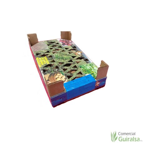 Caja Semillas Patata Kennebeck Certificada Pregerminada