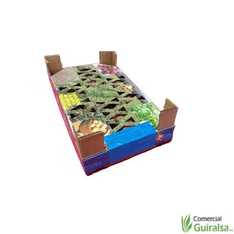 Caja Semillas Patata Kennebeck Certificada Pregerminada