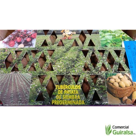 Caja Semillas Patata Kennebeck Certificada Pregerminada