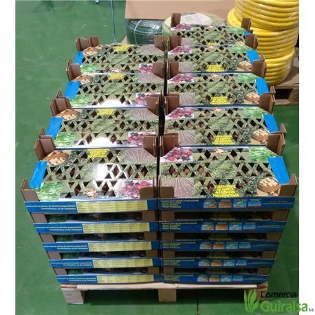 Caja Semillas Patata Kennebeck Certificada Pregerminada