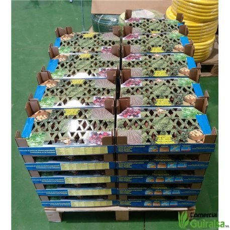 Caja Semillas Patata Kennebeck Certificada Pregerminada