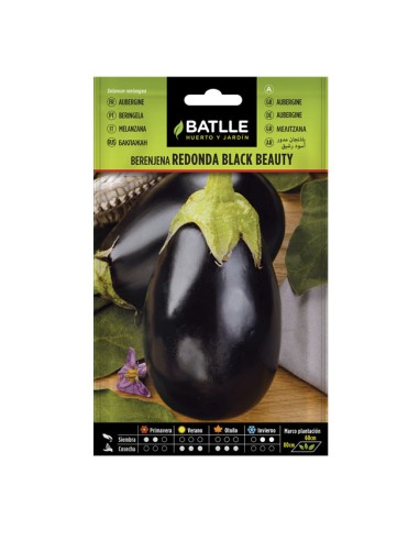 Semillas Berenjena Redonda Negra Black Beauty