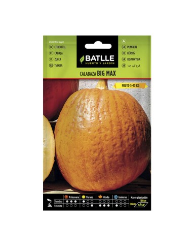 semillas calabaza Big Max Batlle