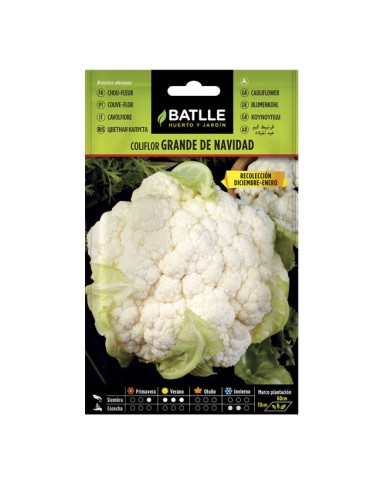 Semillas Coliflor Grande de Navidad