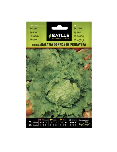 Semillas Lechuga Batavia Dorada de Primavera Batlle