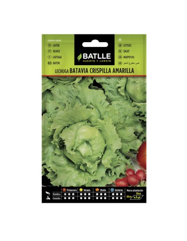 Semillas Lechuga Crispilla Amarilla Sobre Batlle