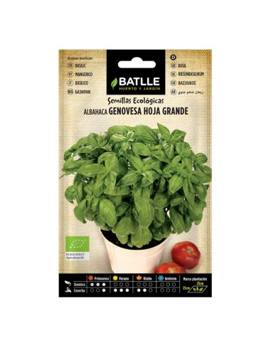 Semillas ecológicas Albahaca Genovesa Hoja Grande Sobre Batlle