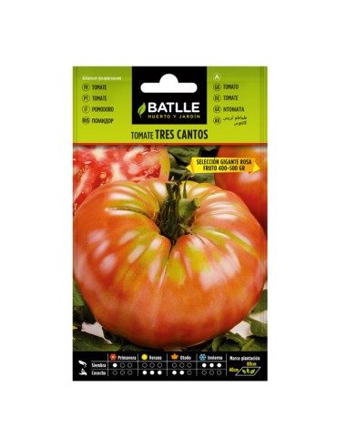 Semillas Tomate Tres Cantos Selección Gigante Rosa Sobre Batlle
