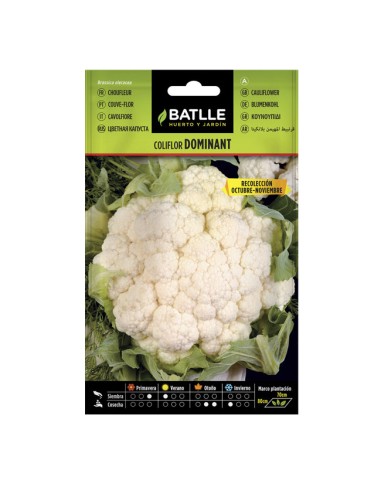 Semillas Coliflor Dominant Batlle sobre