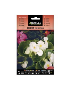 Semillas Begonia Semperflorens Variada Batlle sobre 0,08gr.