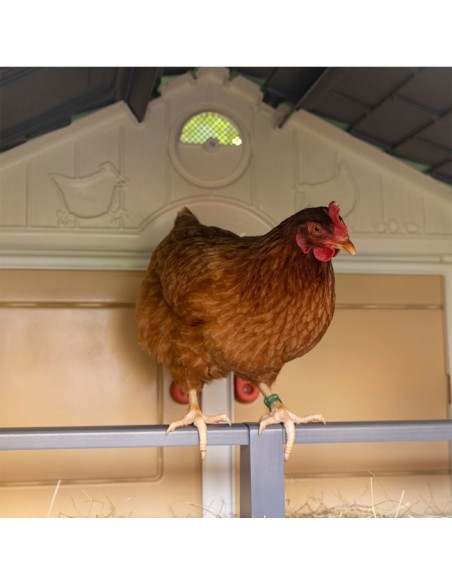 Mi Primer Gallinero Copele