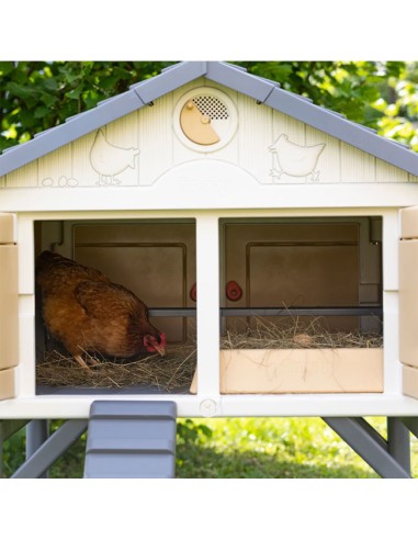 gallina en interior Mi Primer Gallinero Copele