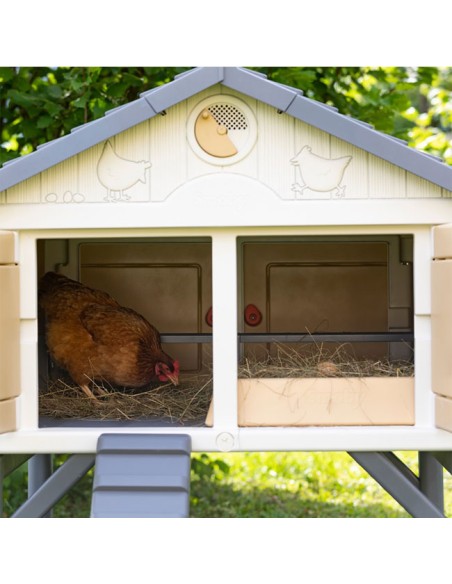 gallina en interior Mi Primer Gallinero Copele