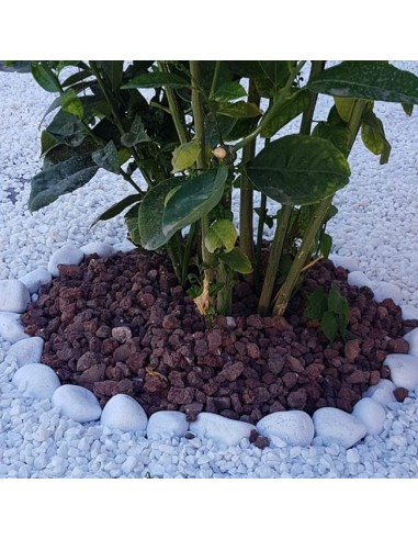 rosal jardín con Piedras Decorativas Blanco Puro Cantos Rodados