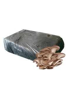 paca seta Pleurotus 20kg