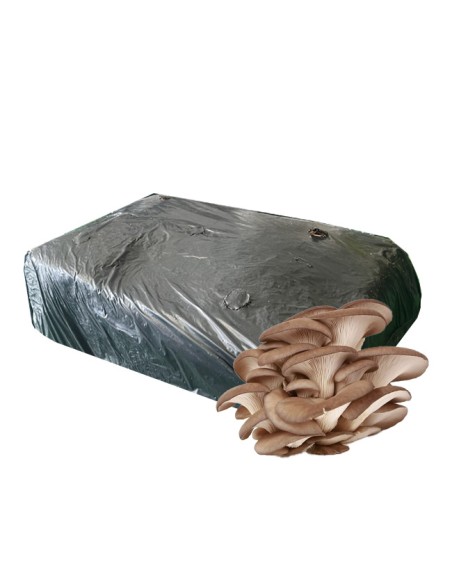 paca seta Pleurotus 20kg