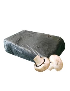 Paca Champiñón Paris