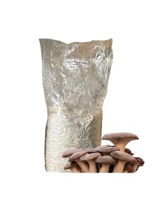 Paca Setas de Cardo Blanca Ecológicas