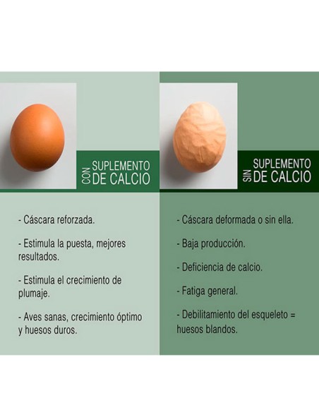 Calcio para Gallinas Conchilla Plus para fortalecer la cáscara de los huevos antes y después