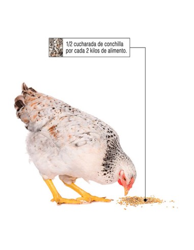 suplemento alimenticio para gallinas Calcio Conchilla para suministrar con el pienso habitual