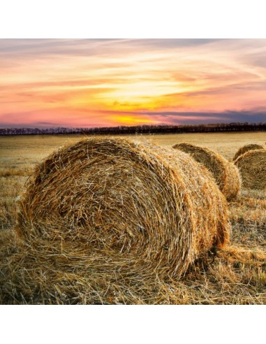 Pacas con cuerda Empacar T600 Polipropileno Azul 2 Bobinas