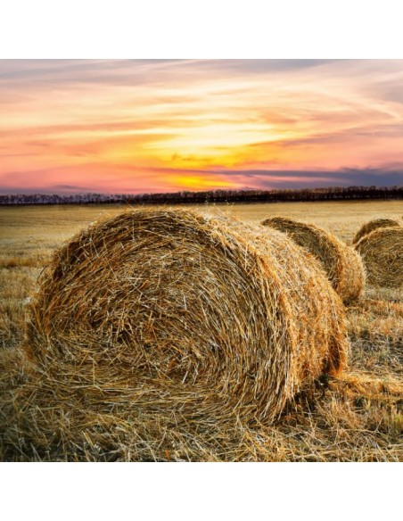 Pacas con cuerda Empacar T600 Polipropileno Azul 2 Bobinas