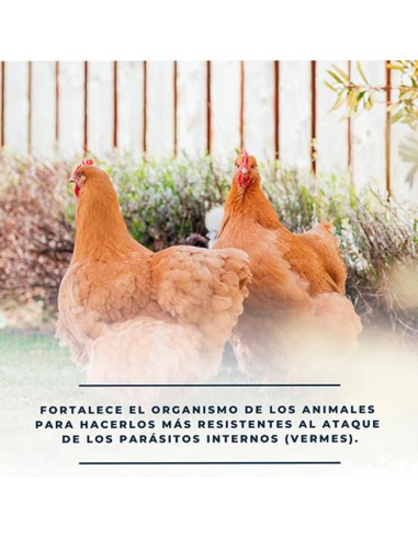 tratamiento preventivo Vermes en gallinas ponedoras Soluverm