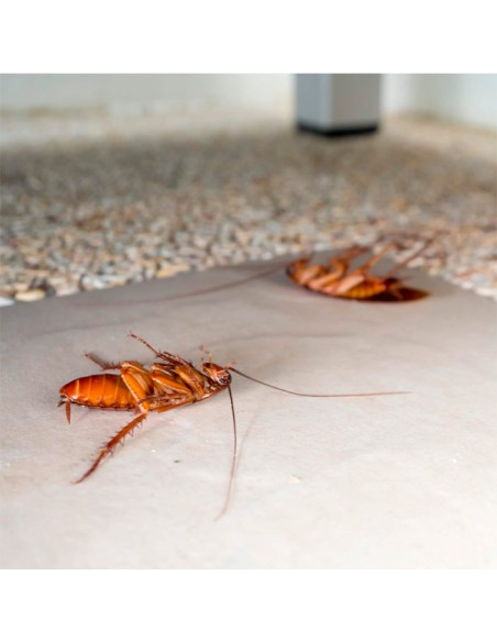 acción inmediata gel anticucarachas Protect Home 20gr