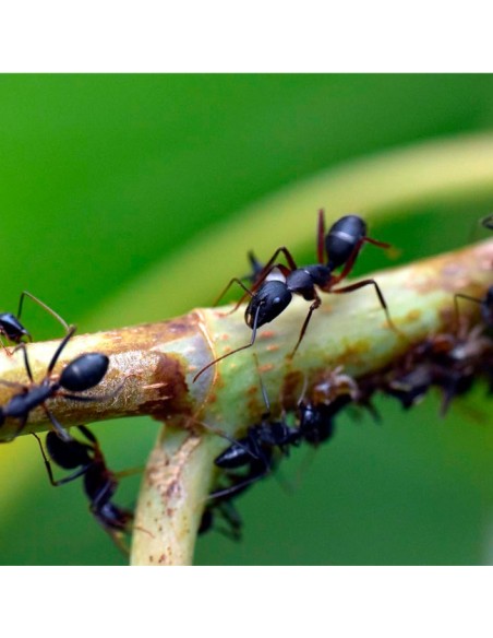 Cebo en Gel Hormigas Listo Uso