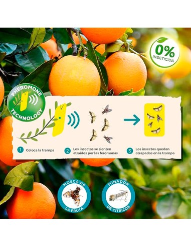 cómo funcionan las Trampas Adhesivas con Feromonas para Cítricos Solabiol