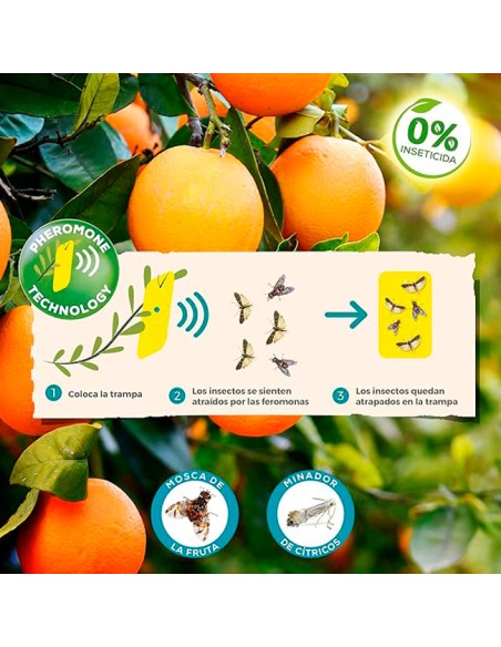 cómo funcionan las Trampas Adhesivas con Feromonas para Cítricos Solabiol