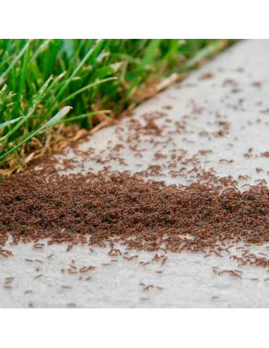 insecticida hormigueros en jardín
